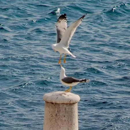 Appartement Neo Rukavac (Vis)